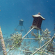 Illustration for article titled Saving Coral Reefs With... Electrified Rocks?
